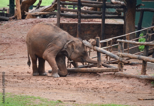 Elephant nursery