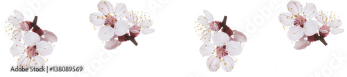 panorama spring flowers  apricot on branches
