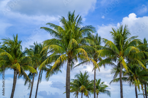 Palm trees stand majestic along Miami Beach on a sunny summer day