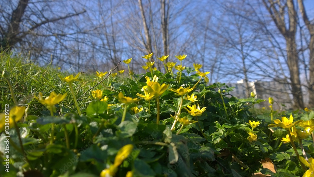 French Spring Time: Little yellow flowers blooming in a garden French Spring Time: Little yellow flowers blooming in a garden