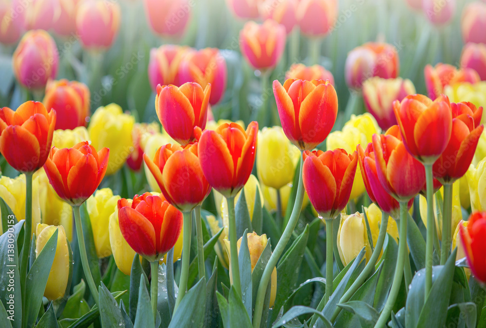 Obraz premium Colorful tulip flower fields blooming in the garden