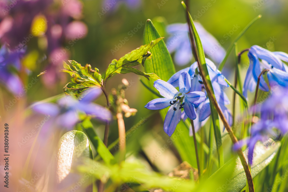 Scilla Siberian Blue spring flower. First spring wild flowers. Scilla Siberian Blue spring flower. First spring wild flowers.