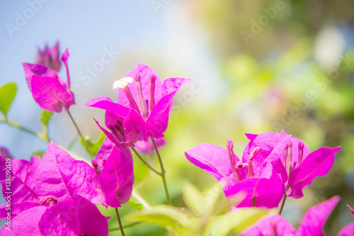  Bougainvillea flower , pink flowers in the park