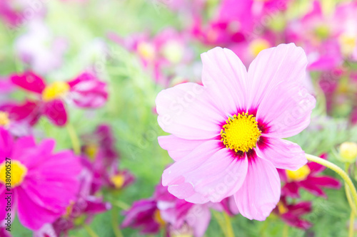 flowers cosmos colorful in the park  flowers colorful with sunlight