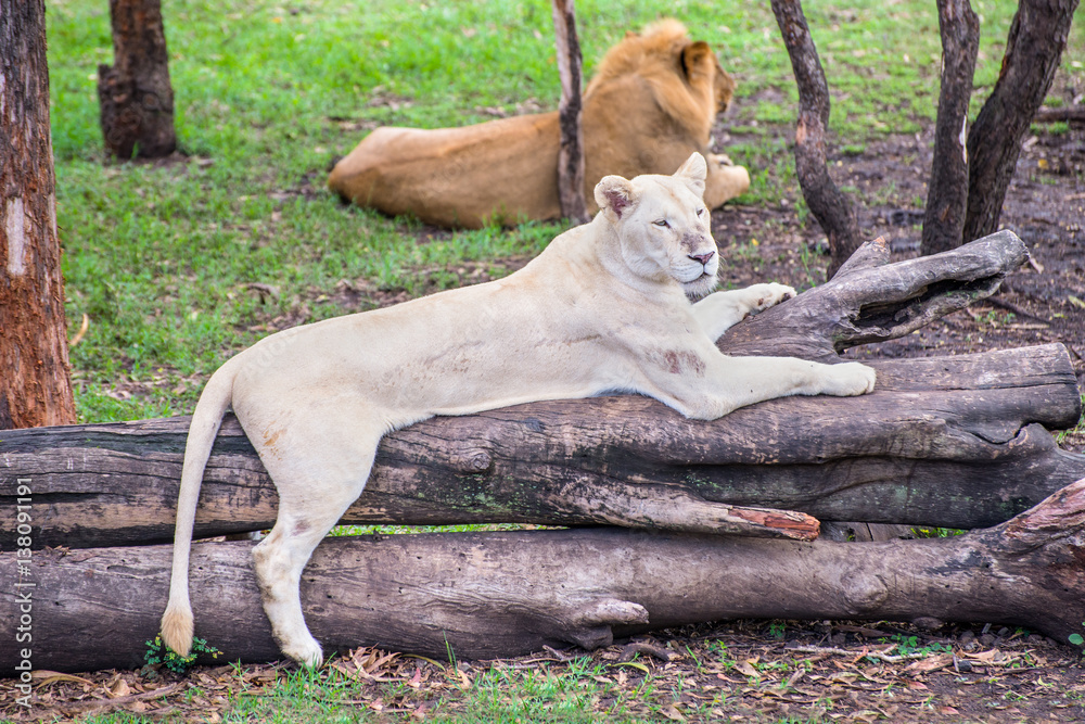 White Lioness lying on a tree on Mauritius island, Casela park White Lioness lying on a tree on Mauritius island, Casela park