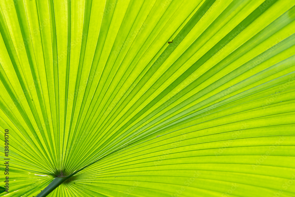 Fototapeta premium Texture of a green leaf as background