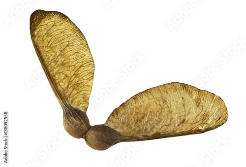 Sycamore seed isolated on a white background photo