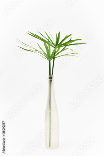 papyrus tree solated white background.