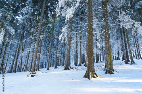 Blue frosty winter forest landscape