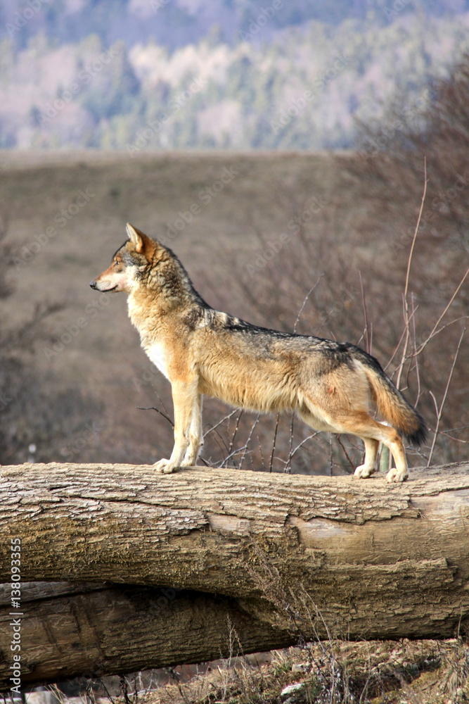 Fototapeta premium Attentive wolf with landscape