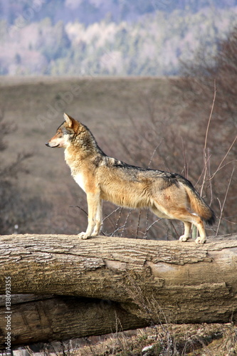 Attentive wolf with landscape 
