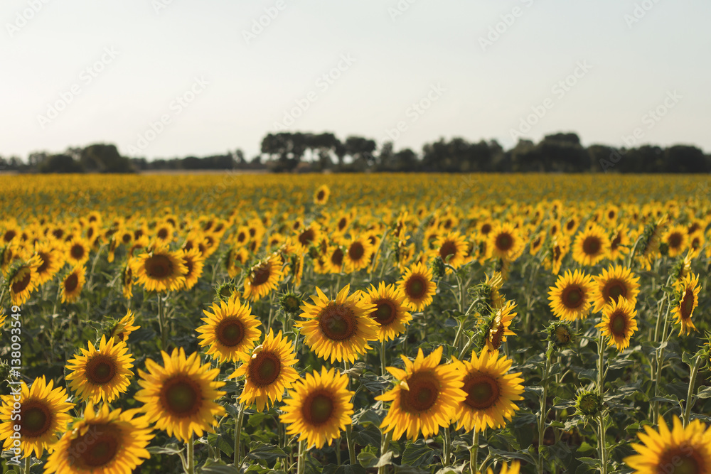 Obraz premium sunflowers field