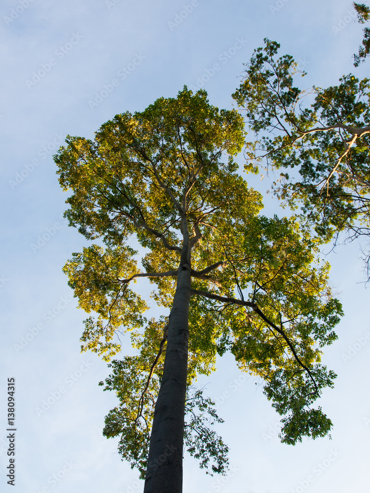 Obraz premium big trees