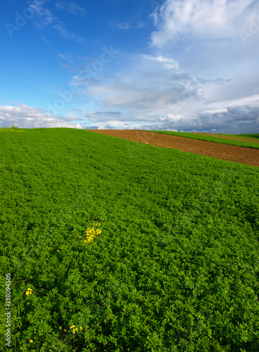 green clover field