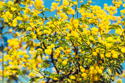 Yellow mimosa branch against bright blue sky