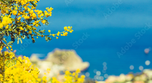 Yellow mimosa branch against bright blue sea