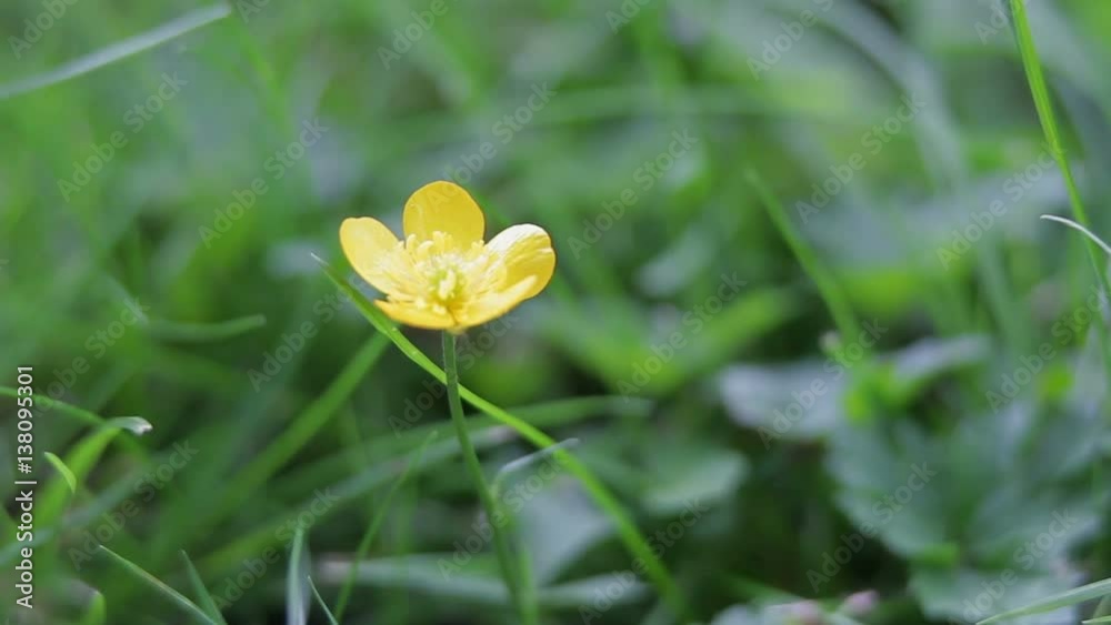 Buttercup Flower Macro Close Up in Wind 
