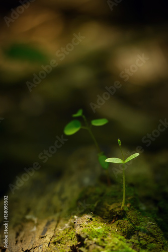Plant stem growing photo