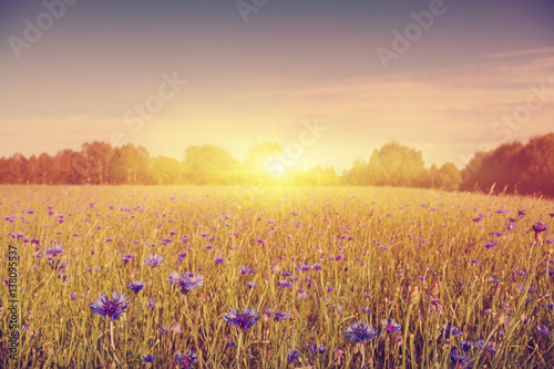 Vintage image of summer field with blue cornflowers at sunset.