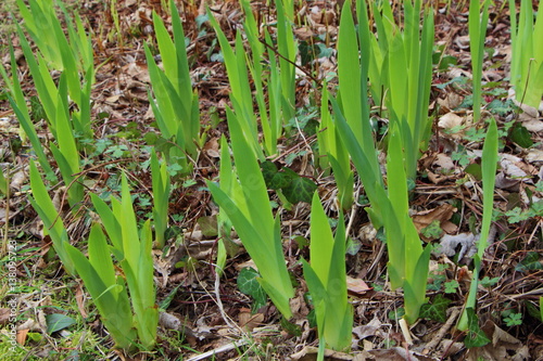 Jeunes plants d iris sortant de terre
