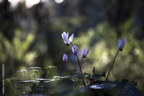 White and purple cyclamen flowerbed with sunset green bokeh outdoors
