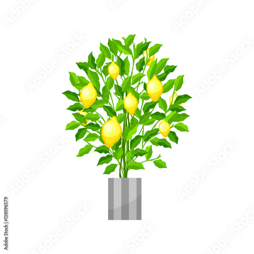 Benjamin ficus. Deciduous plant in flowerpot. House plant realistic icon for interior decoration . Coniferous plant in flowerpot. vector illustration