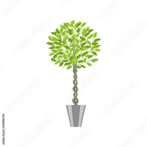 Benjamin ficus. Deciduous plant in flowerpot. House plant realistic icon for interior decoration . Coniferous plant in flowerpot. vector illustration
