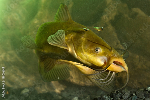 Black Bullhead, Ictalurus melas catfish