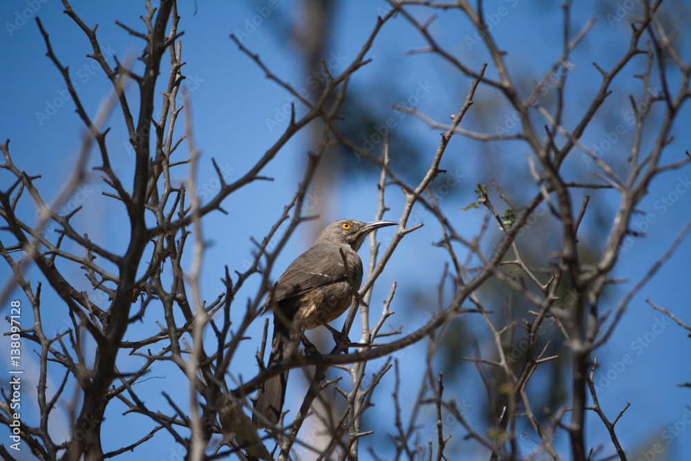El pájaro en la rama está a punto de volar. El pájaro en la rama está a punto de volar.