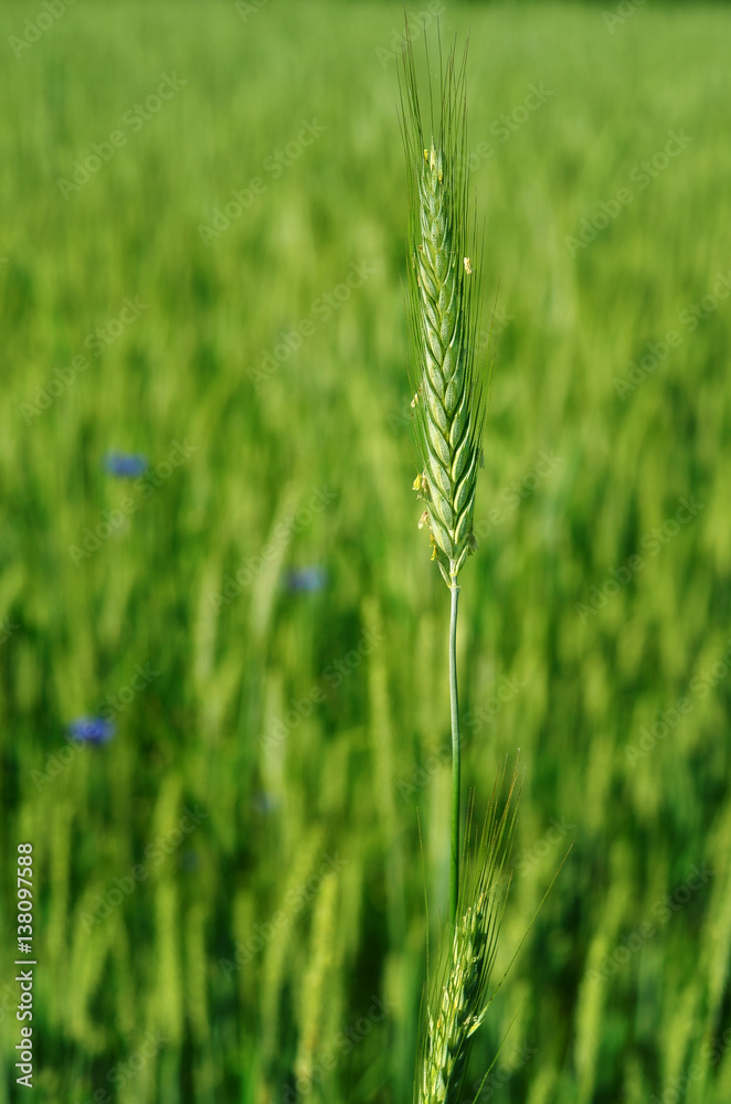 Detailed green blooming rye spike in the rye field, unripe harvest, agriculture background Detailed green blooming rye spike in the rye field, unripe harvest, agriculture background
