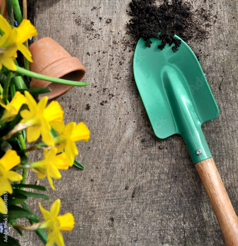 petite pelle de jardinage avec de la terre sur fond bois et jonquilles photo