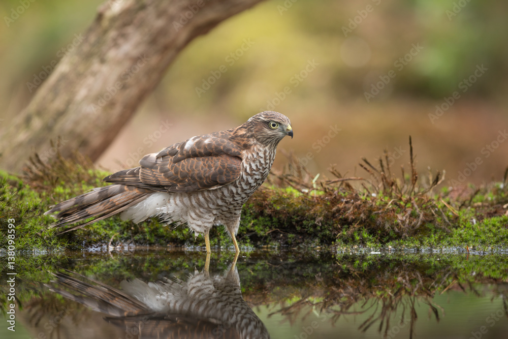 European Sparrowhawk European Sparrowhawk
