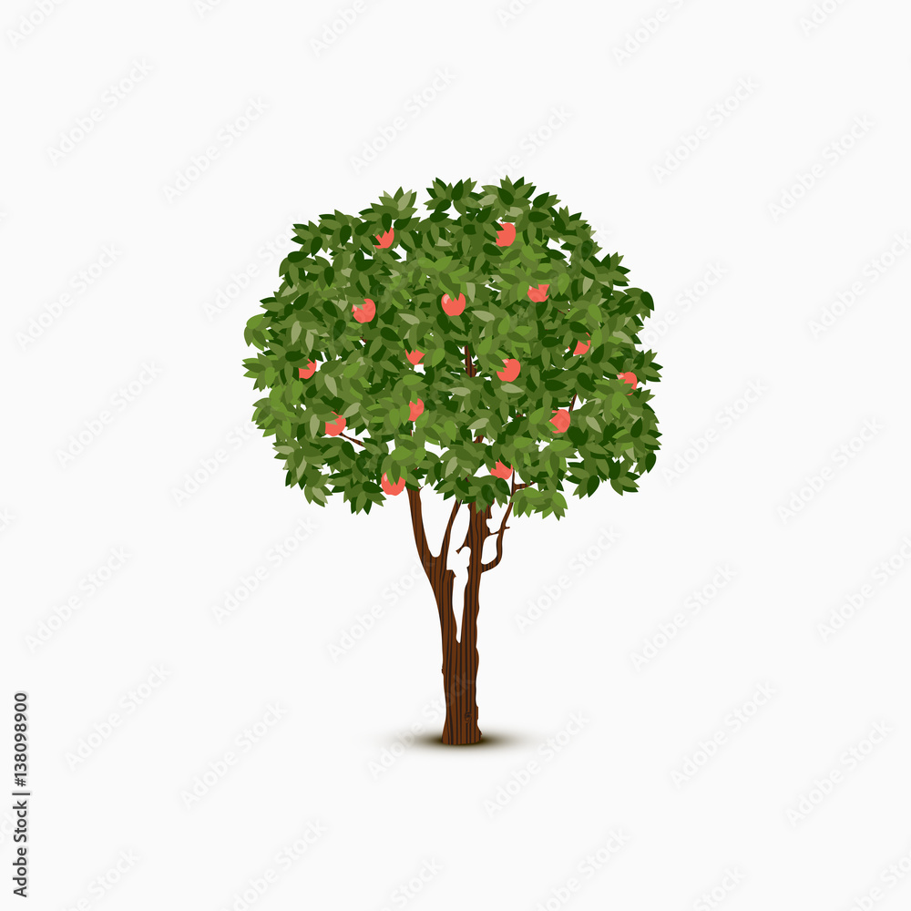 Vector apple tree illustration on white background