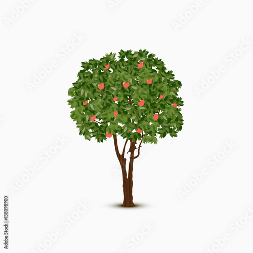 Vector apple tree illustration on white background
