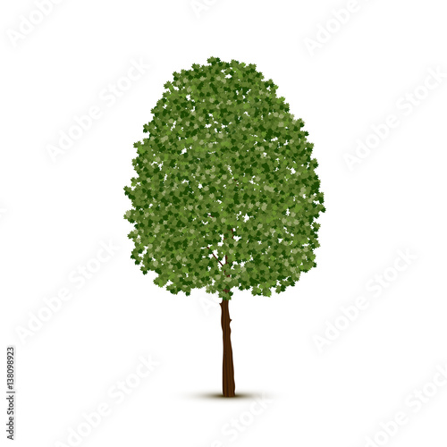 Abstract deciduous tree vector illustration