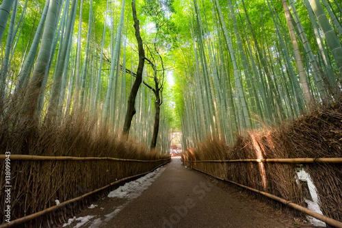 The walking paths that cut through the Bamboo Grove Locate in Arashiyama District in Kyoto  Japan 