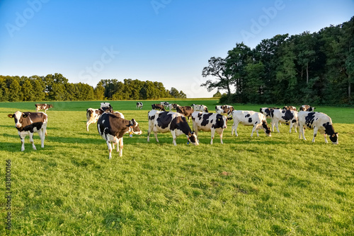 Eine Herde Kühe im Abendlicht auf einer Weide