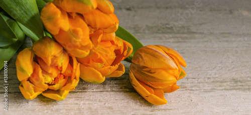 Tulpen auf Holz als Hintergrund, Panorama, beschreibbar photo