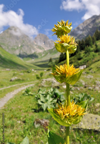 gentiane jaune sauvage dans paysage de montagne
