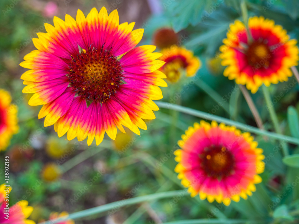 Beautiful and elegant flowers colored would be a perfect background for the congratulations 8 March Beautiful and elegant flowers colored would be a perfect background for the congratulations 8 March