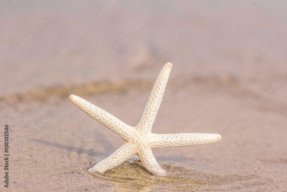 Starfish on golden sand beach shore in the sea ocean water with selective focus. Concept for holiday, vacation, travel, summer time, beach, getaway, relaxing time. Starfish on golden sand beach shore in the sea ocean water with selective focus. Concept for holiday, vacation, travel, summer time, beach, getaway, relaxing time.