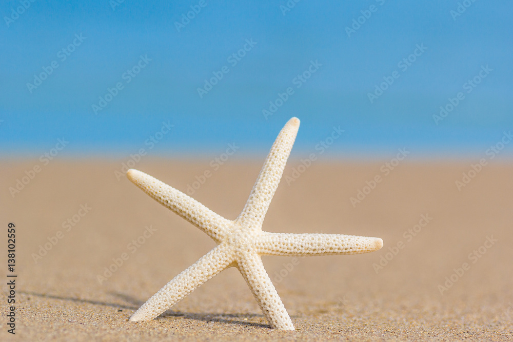 Starfish on golden sand beach shore in the sea ocean water with selective focus. Concept for holiday, vacation, travel, summer time, beach, getaway, relaxing time. Starfish on golden sand beach shore in the sea ocean water with selective focus. Concept for holiday, vacation, travel, summer time, beach, getaway, relaxing time.