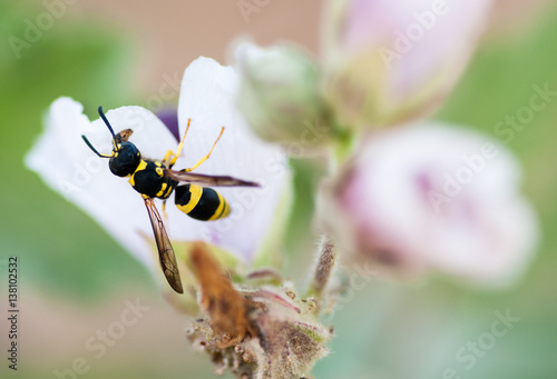 wasp in the flower © Felipe