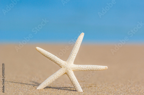 Starfish on golden sand beach shore in the sea ocean water with selective focus. Concept for holiday  vacation  travel  summer time  beach  getaway  relaxing time.