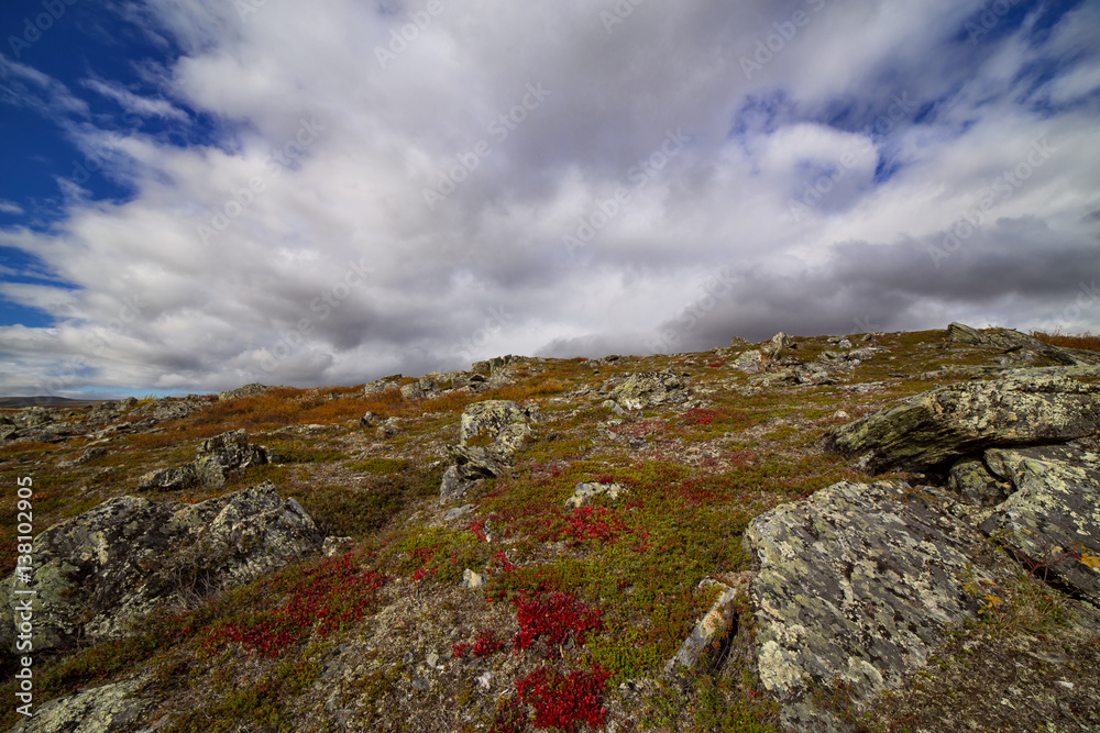 Bright autumn colors in mountain tundra. Polar Urals. Russia.