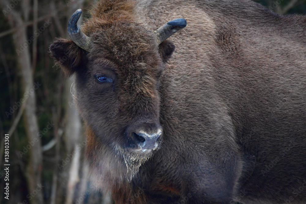 Fototapeta premium Wild European bison in the forest of the Carpathians 