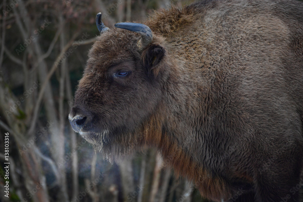 Fototapeta premium Wild European bison in the forest of the Carpathians 