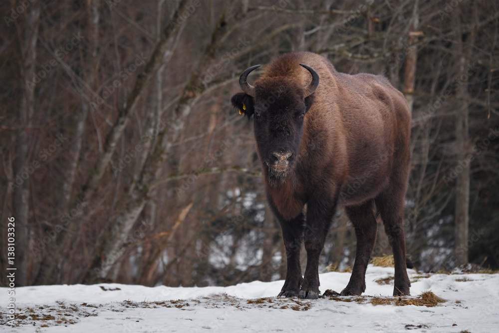 Fototapeta premium Wild European bison in the forest of the Carpathians 