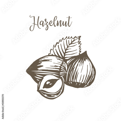 Vector sketches of nuts isolated.