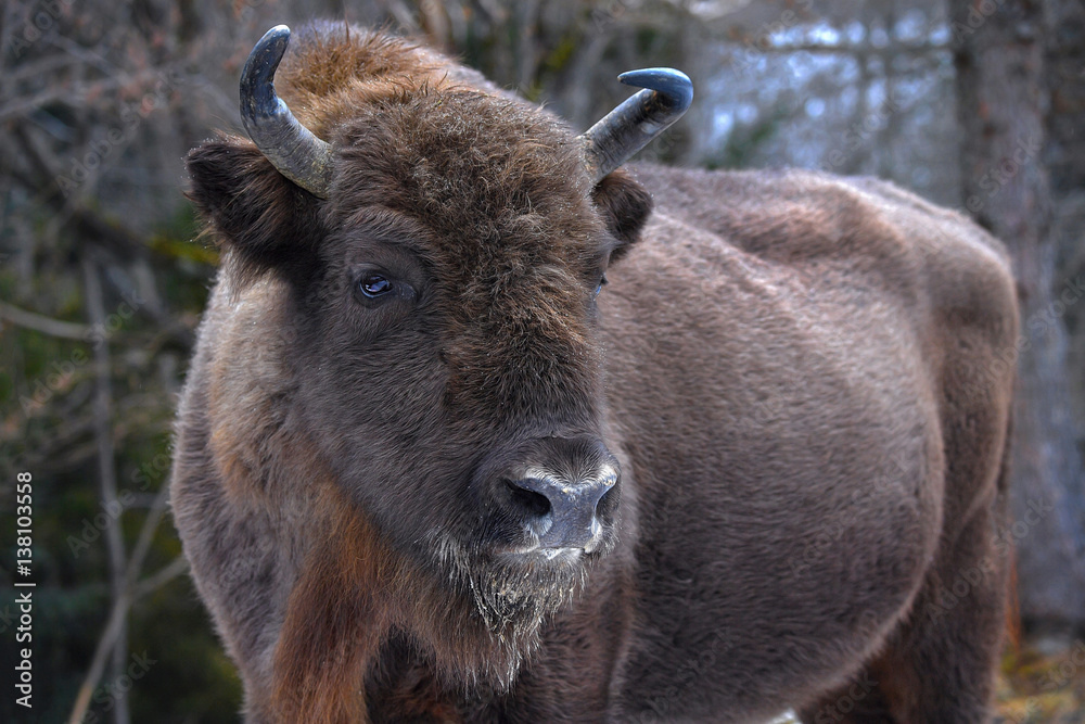 Fototapeta premium Wild European bison in the forest of the Carpathians 